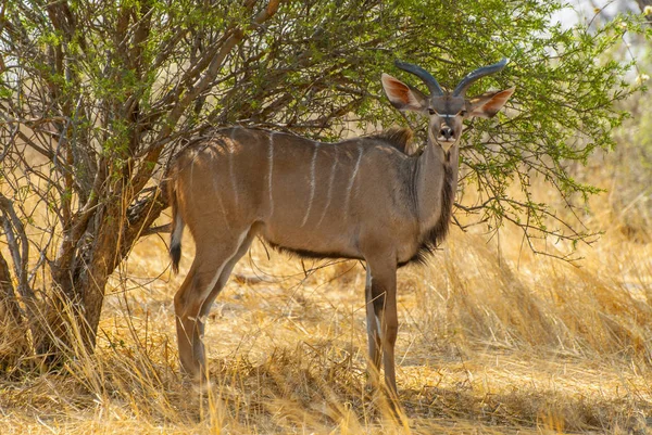 Antilope kudu mâle (Tragelaphus strepsiceros) dans un habitat naturel, parc national d'Etosha, Namibie . — Photo