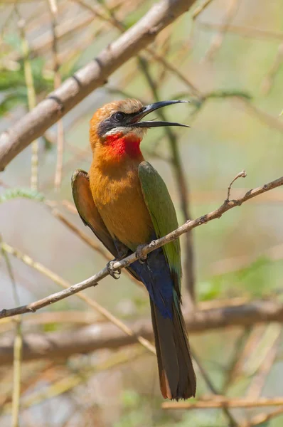 Weißstirnbienenfresser (merops bullockoides) in der Nähe des Flusses Chobe, Botswana Afrika. — Stockfoto