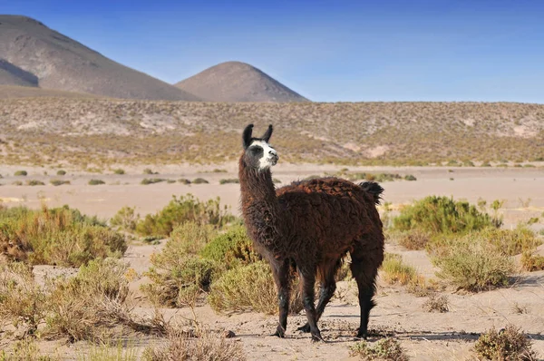 Lama (Lama glama) près de Laguna Colorada, Bolivie . — Photo