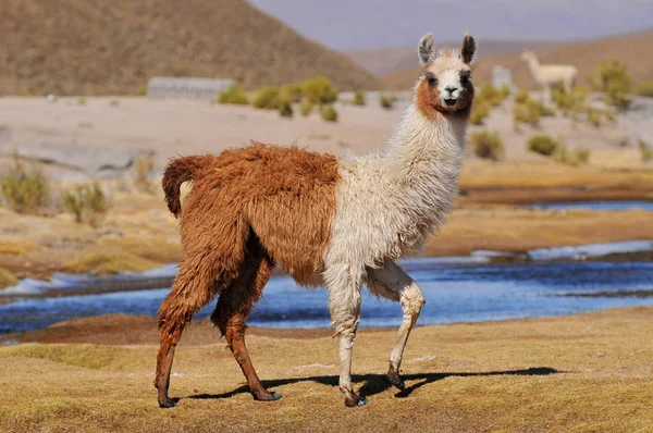 Lama (Lama glama) Laguna Colorada, Bolivya yakınlarında.