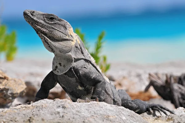 Ctenosaura similis, comúnmente conocida como iguana de cola espinosa negra, iguana negra o ctenosaurio negro, es una lagartija nativa de México y América Central. Tulum México . — Foto de Stock