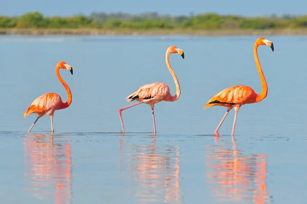 Rio Lagardos, Meksika 'da bir sıra Amerikan flamingosu (Phoenicopterus ruber ruber American Flamingo).
