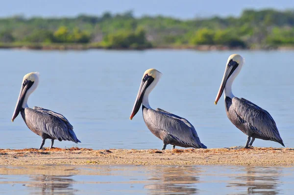 Een rij bruine pelikanen in het natuurreservaat Rio Lagartos, Mexico. — Stockfoto