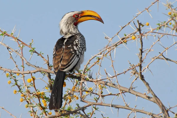 Jižní žlutá účtoval Hornbill (Tockus leucomelas) létající banán, národní park Etosha, Namibie. Stock Fotografie