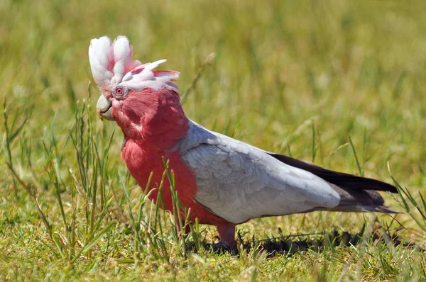 The galah (Eolophus roseicapilla), also known as the rose breasted cockatoo, galah cockatoo, roseate cockatoo or pink and grey, is one of the most common and widespread cockatoos in Australia. — Stock Image The galah (Eolophus roseicapilla), also known as the rose breasted cockatoo, galah cockatoo, roseate cockatoo or pink and grey, is one of the most common and widespread cockatoos in Australia. Stock Image