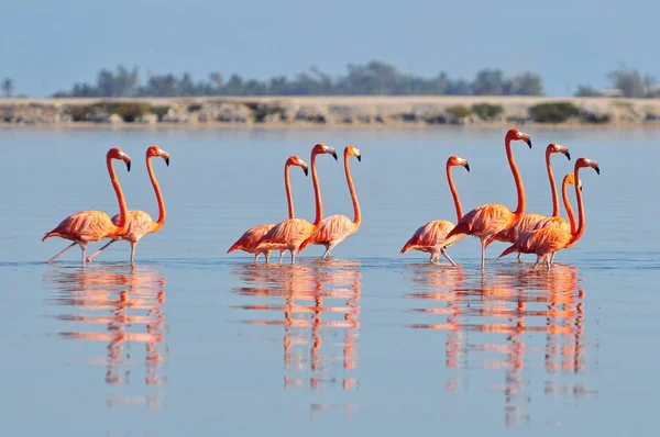 墨西哥里约热内卢的一排美国火烈鸟（Phoenicopterus ruber American Flamingo）. 图库图片