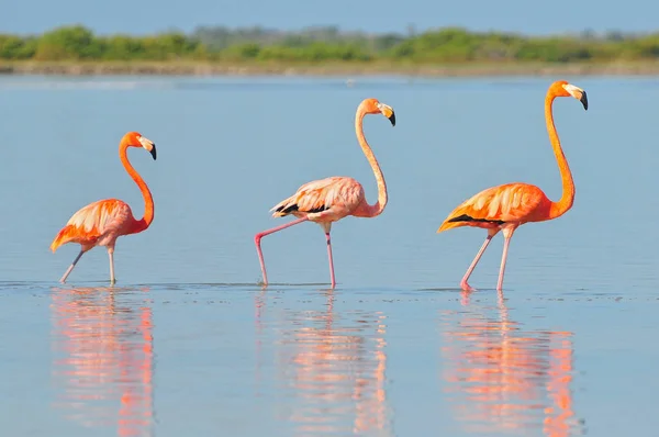 墨西哥里约热内卢的一排美国火烈鸟（Phoenicopterus ruber American Flamingo）. 图库图片