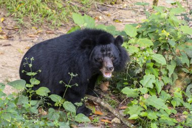 Asya kara ayısı (Ursus thibetanus, Selenarctos thibetanus, Ay, Asya siyah ve beyaz göğüslü ayı) Laos, Hindiçin, Güneydoğu Asya, Asya 'da Luang Prabang yakınlarında bulunur..