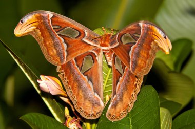 Gece kelebeği Atlas güvesi ya da Attacus Tayland 'ın en büyük kelebeği..