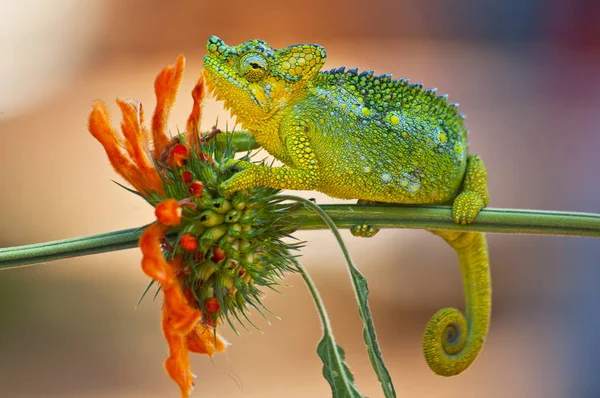 Trioceros hoehnelli，俗称von Hohnel的变色龙（英语：von Hohnel's chameleon），是在东非、肯尼亚和乌干达发现的一种变色龙。. — 图库照片