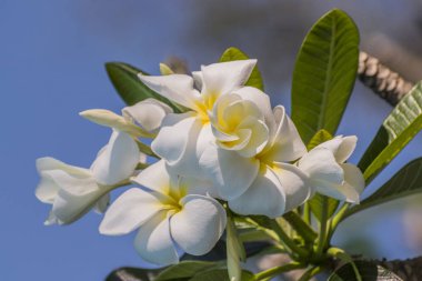 Beyaz çiçekler frangipani ağacında, Beyaz Plumeria, süslü bir tropikal bitki, Tayland.