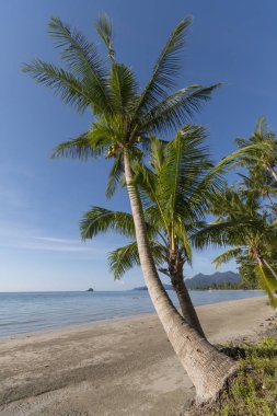 Deniz kenarında hindistan cevizi ağacı, Koh Chang, Tayland.
