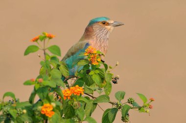 Hindistan 'da Jim Corbett Ulusal Parkı' nda paten yapan bir kuş familyası olan Coracias benghalensis 'in bir üyesi..