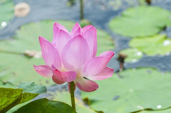 Nelumbo nucifera, also known as Indian lotus, sacred lotus, bean of India, or simply lotus, Asia. — Stock Photo, Image