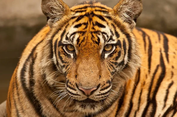 Bengal tiger (Panthera tigris), Bangkok zoo, Thailand. — Stock Photo, Image