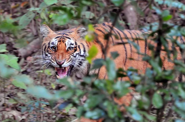 The Royal Bengal Tiger (Panthera tigris tigris), Corbet National Park, India, Asia. — Stock Photo, Image