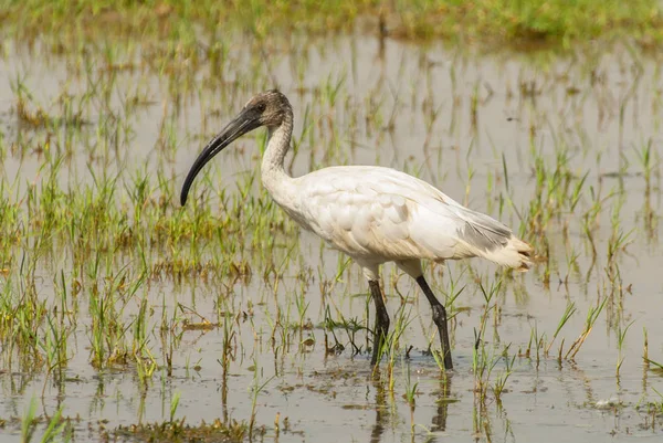 Ein Schwarzkopf-Ibis (threskiornis melanocephalus), Keoladeo-Nationalpark, Indien. — Stockfoto