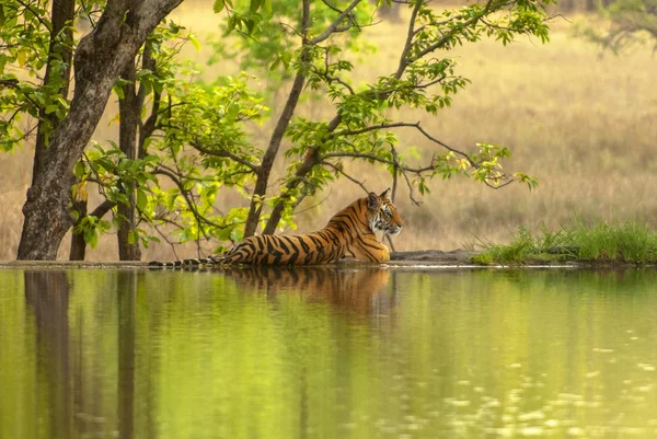 O tigre-de-bengala (Panthera tigris tigris) na margem do lago no Parque Nacional Ranthambore, na Índia . — Fotografia de Stock