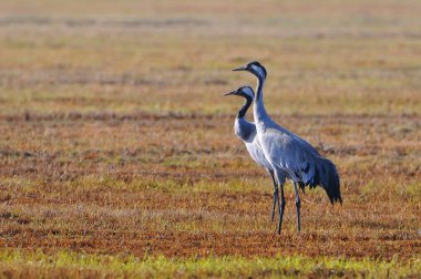 Yaygın turnalar (Grus grus), Avrasya turnaları, Biebrzanski Ulusal Parkı, Polonya.