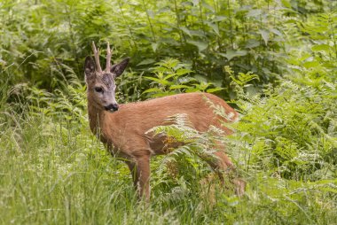 Avrupa Roe Geyiği (Capreolus capreolus) Polonya 'daki Tatrzanski Ulusal Parkı' nda bitki örtüsü arasında duruyor.