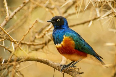 Muhteşem sığırcık (Lamprotornis superbus), sığırcıkgiller familyasının bir üyesidir. Eskiden Spreo superbus olarak bilinirdi. Serengeti Ulusal Parkı, Tanzanya.