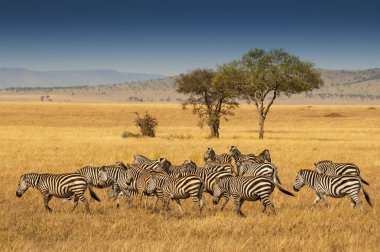 Serengeti Ulusal Parkı, Tanzanya 'da Zebra Sürüsü. Plains zebra (Equus quagga, eski adıyla Equus burchellii), yaygın zebra veya Burchell zebrası olarak da bilinir..