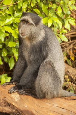 Mavi maymun (Cercopithecus mitis), Nogorongoro Krateri Tanzanya.