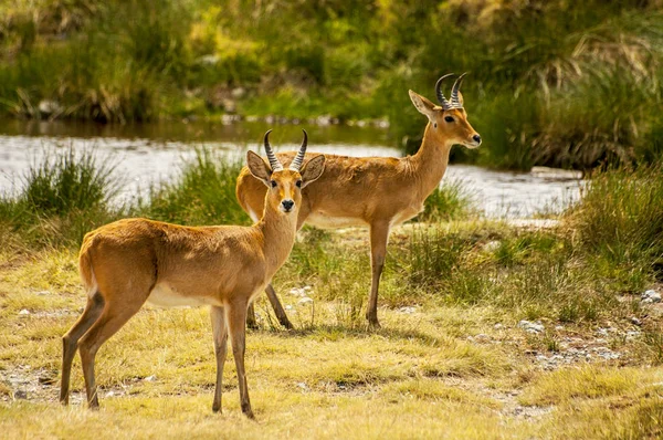 Deux antilopes Bohor Reedbucks (Redunca redunca) dans le parc national de Ngorongoro, en Tanzanie . — Photo