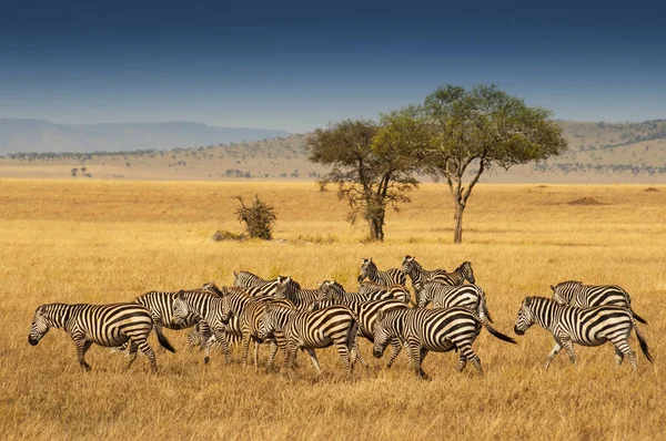 タンザニアのセレンゲティ国立公園の平原ゼブラスの群れ。プレーン・ゼブラ（Equus quagga 、旧Equus burchelli） 、通称ゼブラ（英語版）またはバーチェルのゼブラ（英語版）. — ストック写真