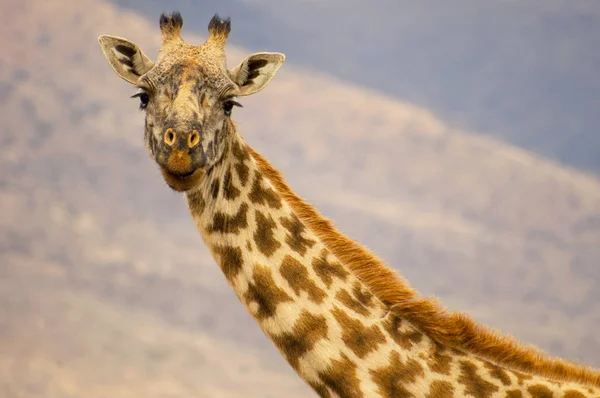 Retrato de cerca de la jirafa en el Parque Nacional del Serengeti, Tanzania . —  Fotos de Stock