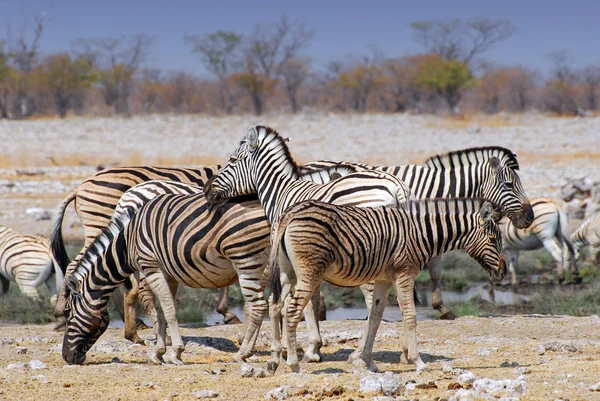 Zebre delle pianure (Equus burchelli) nel Parco Nazionale di Etosha, Namibia . — Foto Stock