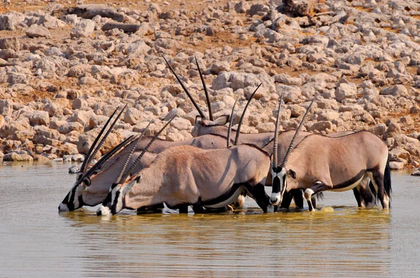 Troupeau de Gemsboks (Oryx gazella) eau potable dans un trou d'eau dans le parc national d'Etosha, Namibie . — Photo