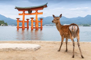 Japonya Miyajima 'da büyük yüzen Torii kapısı olan Aziz Sika (shika) geyiği.