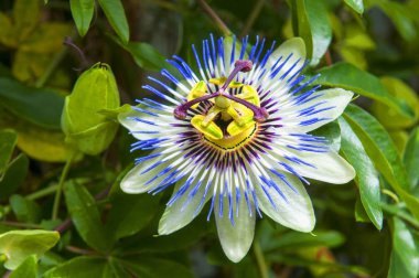 Passiflora caerulea, mavi çarkıfelek çiçeği, mavi çarkıfelek çiçeği ya da yaygın tutku çiçeği, Japonya. Çiçek, Japonya 'da menekşe ve mavi ipliklerden oluşan bir taç ile süslenir..