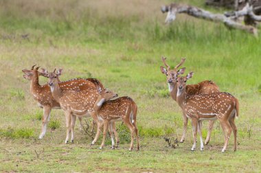Benekli geyik veya eksen geyiği olarak da bilinen Chital veya Cheetal (Axis axis), Yala Ulusal Parkı, Sri Lanka.