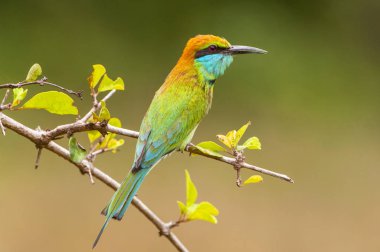 Küçük yeşil arı yiyici (merops orientalis), Yala Ulusal Parkı, Sri Lanka, Asya.