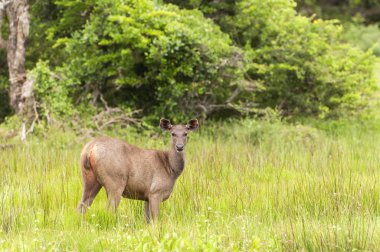Sri Lanka sambar geyiği (Rusa unicolor unicolor) Yala Ulusal Parkı, Sri Lanka, Asya.