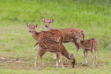 Benekli geyik veya eksen geyiği olarak da bilinen Chital veya Cheetal (Axis axis), Yala Ulusal Parkı, Sri Lanka.