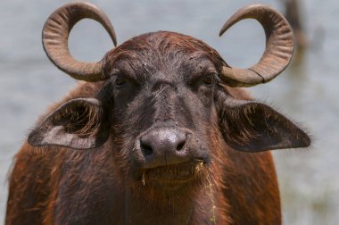 Asya su bufaloları, vahşi su bufaloları (Bubalus bubalis, Bubalus arnee), Yala Ulusal Parkı, Sri Lanka, Asya.