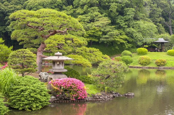 Tokyo, Japonya 'daki Kiyosumi Bahçesindeki Çam Ağacı..