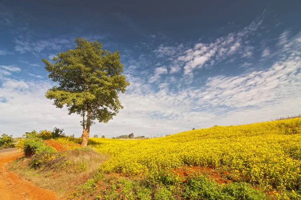 Yellow sesame flower fields and tree near Inle Lake in Myanmar. — Stock Photo, Image