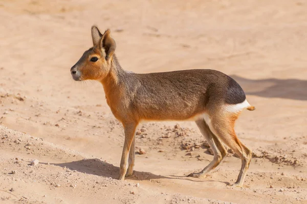 Le mara patagonien (Dolichotis patagonum) oasis lagune Al Qudra Lacs dans le désert des Émirats arabes unis en Arabie . — Photo