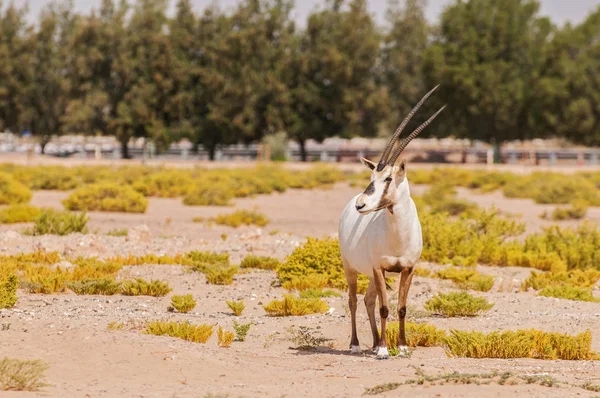 Oryx arabe en voie de disparition (Oryx leucoryx) dans la réserve de conservation du désert de Dubaï, Émirats arabes unis . — Photo