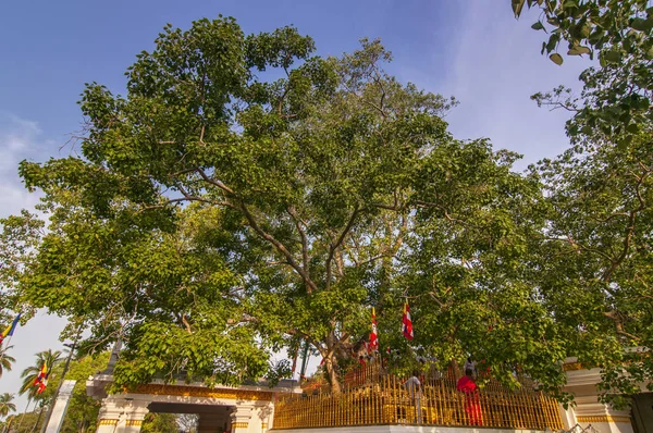 Ehkä maailman vanhin kirjattu puu. Pyhässä bodhi-puutemppelissä, Anuradhapurassa, Sri Lankassa, Aasiassa . — kuvapankkivalokuva