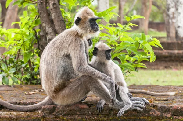 Šedí languri nebo hanumanští languri, nejrozšířenější languri indického subkontinentu, jsou skupina opic ze Starého světa, Polonnaruwa, Srí Lanka. — Stock fotografie