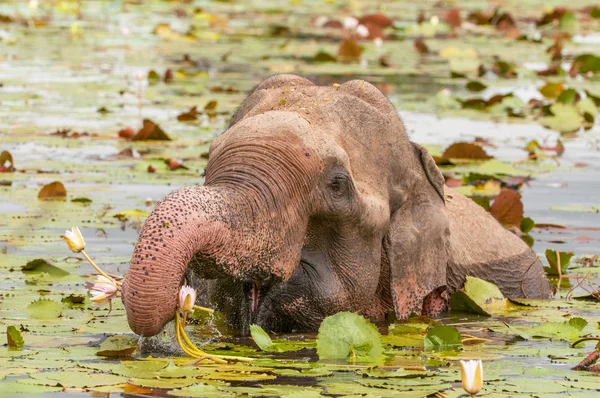 Asiatisk eller asiatisk elefant (Elephas maximus) äter näckros i Yala nationalpark, Sri Lanka. — Stockfoto