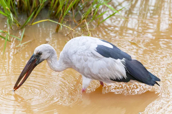 Aziatisch Openbill (anastomus oscitans), Nationaal Park Yala, Sri Lanka, Azië. — Stockfoto