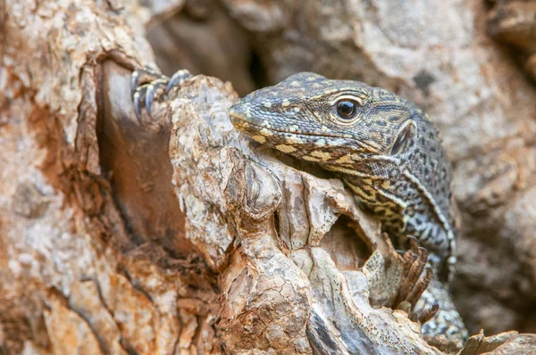 斯里兰卡亚拉国家公园，监测蜥蜴(Varanus)从树洞往外看. — 图库照片