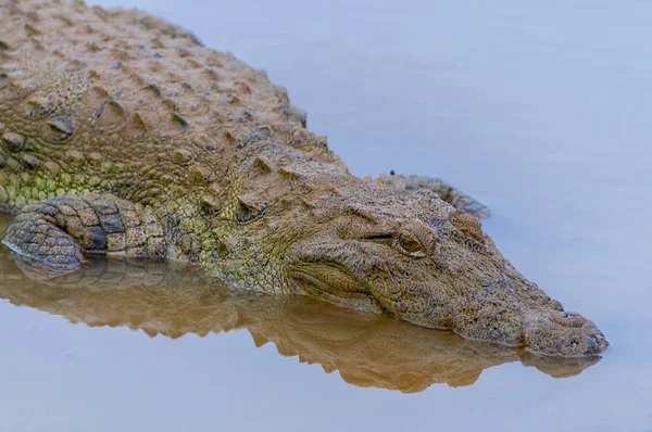 El cocodrilo de agua salada (Crocodylus porosus), también conocido como cocodrilo estuarino, cocodrilo del Indo Pacífico, Parque Nacional de Yala, Sri Lanka . —  Fotos de Stock