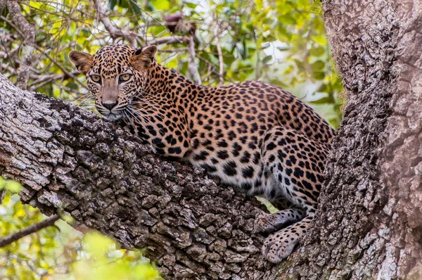 Sri Lankan leopard (Panthera pardus kotiya), predator native to Sri Lanka. Wildlife, Yala National Park. — Stock Photo, Image